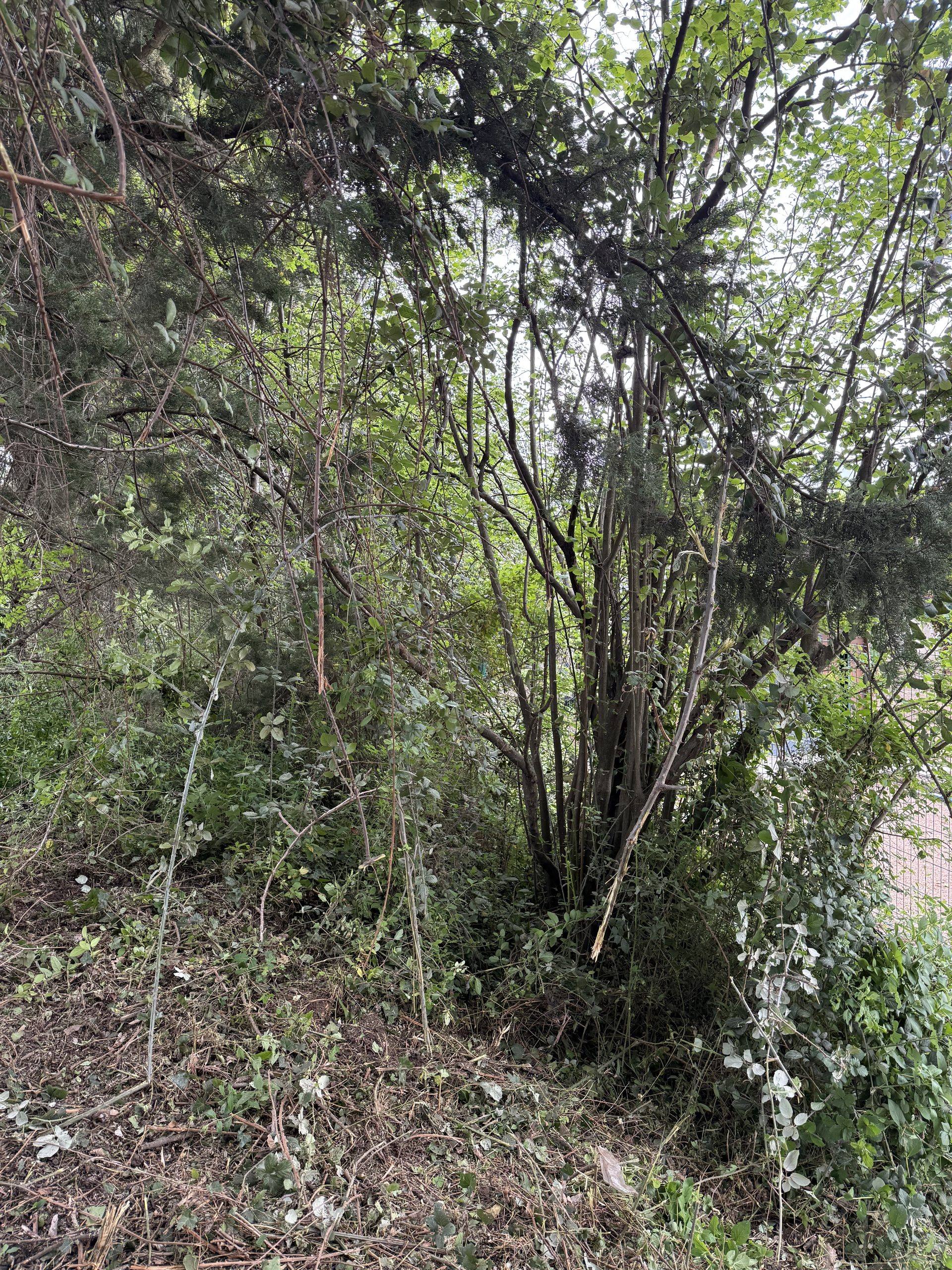Terrain avant débroussaillage — végétation dense