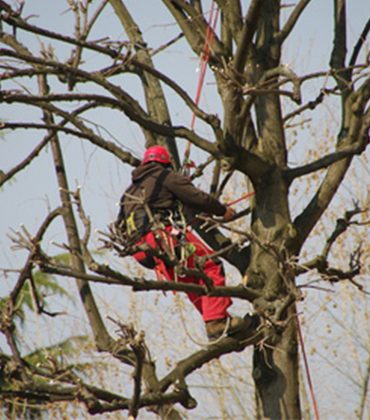 Élagage en hauteur